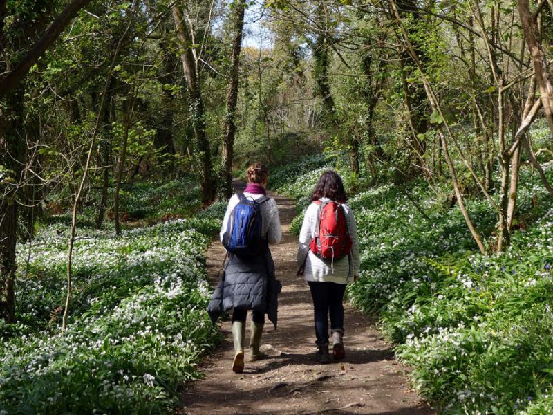 Woodland walk