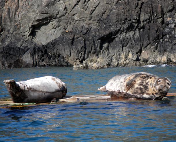 Fall seal spotting