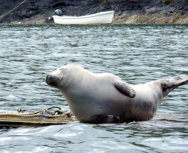 Fall seal spotting